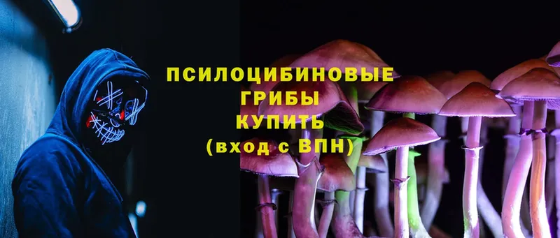 купить наркоту  Венёв  Псилоцибиновые грибы Cubensis 